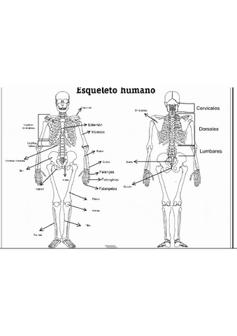 Examen-musculos-y-huesos.pdf