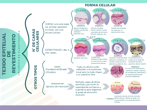 Esquema-del-Tejido-Epitelial.pdf