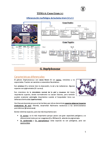 T6Cocos-Gram-.pdf