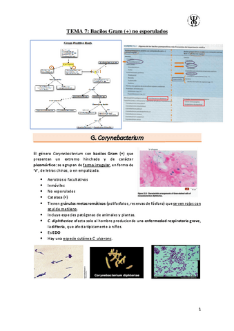 T7Bacilos-Gram--no-esporulados.pdf