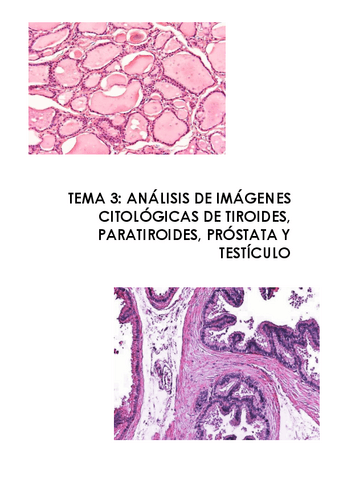 tema-3-tiroides-prostata-y-testiculos.pdf