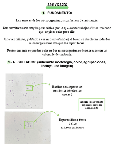 PRACTICA-7-TINCION-DE-ESPORAS.pdf