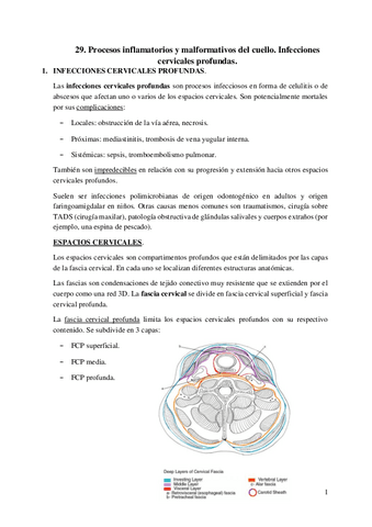 29.-Procesos-inflamatorios-y-malformativos-del-cuello.-Infecciones-cervicales-profundas.pdf