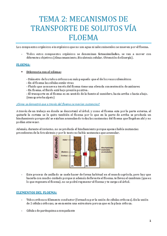 TEMA-2.pdf