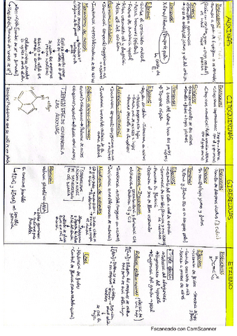 FISIOLOGIA-VEGETAL-esquema.pdf