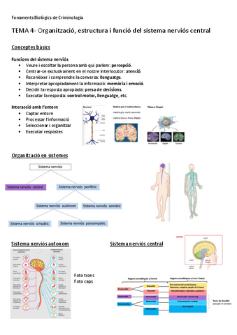 TEMA-4-Organitzacio-estructura-i-funcio-del-sistema-nervios-central.pdf