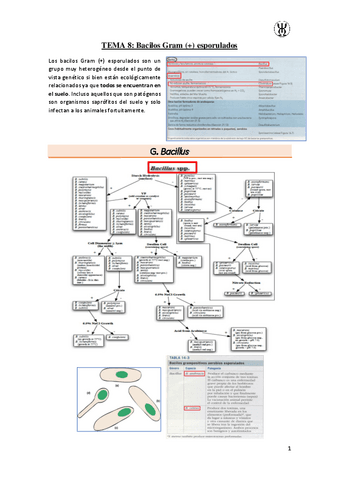 T8Bacilos-Gram--esporulados.pdf
