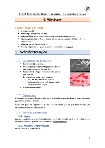 T11.4Bacilos-Gram---en-espiral-II.-Helicobacter-pylori.pdf