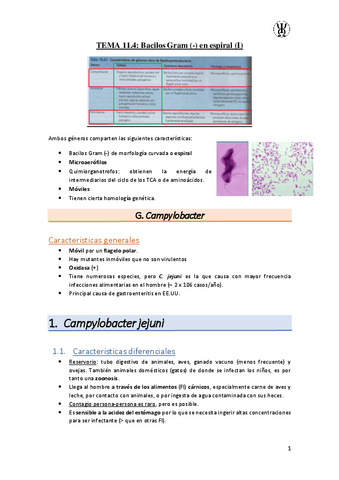 T11.4Bacilos-Gram---en-espiral-I.pdf