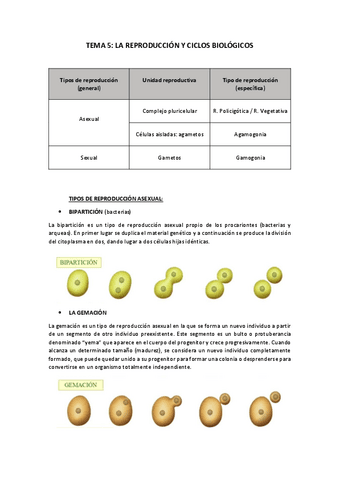 TEMA-5-LA-REPRODUCCION-Y-LOS-CICLOS-BIOLOGICOS.pdf