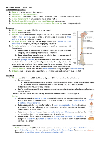 RESUMEN-TEMA-11-ANATOMIA.pdf