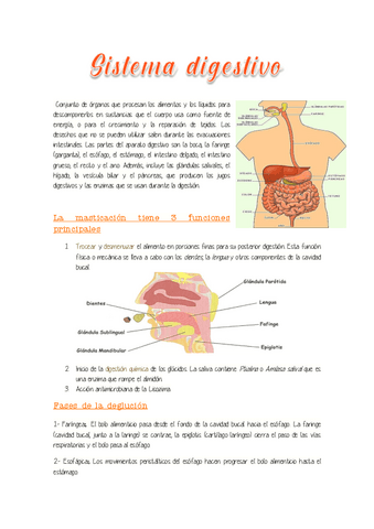 1.-Sistema-digestivo.pdf