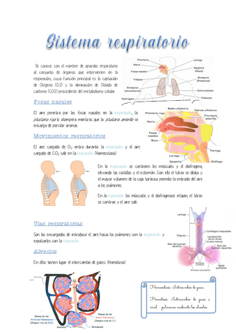 2.-Sistema-respiratorio.pdf