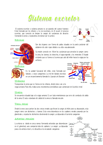 3.-Sistema-excretor.pdf