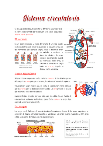 4.-Sistema-circulatorio.pdf