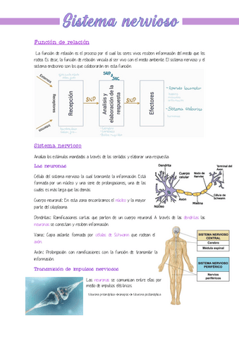 5.-Sistema-nervioso.pdf
