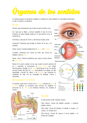 6.-Organos-de-los-sentidos.pdf