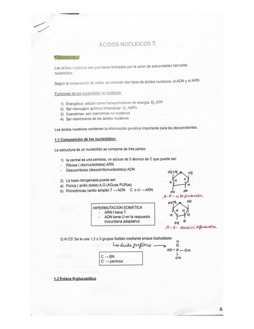 Tema-5-apuntes-Acidos-nucleicos.pdf