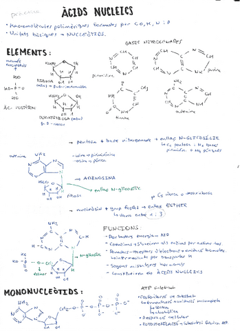 ac.-nucleics.pdf