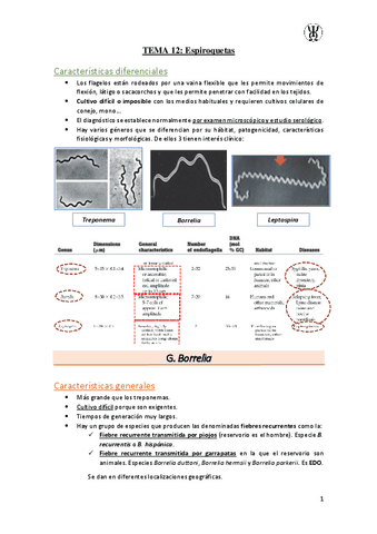 T12Espiroquetas.pdf