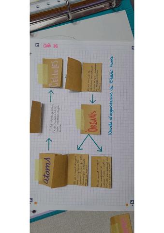 Lapbook-niveles-organizacion-ser-humano.pdf