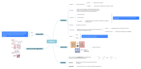 Proteins-scheme.jpeg