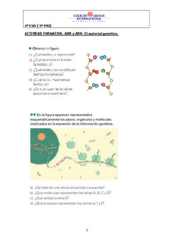 ACTIVIDADFormativaADNyARNElmaterialgenetico.pdf