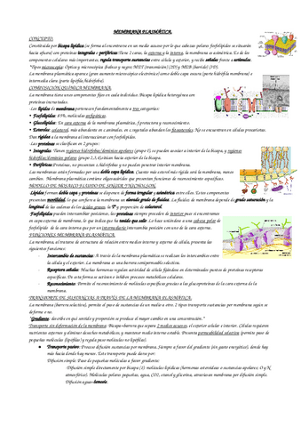 LA-MEMBRANA-PLASMATICA-TEMA-6-BLOQUE-2.-pdf.io.pdf