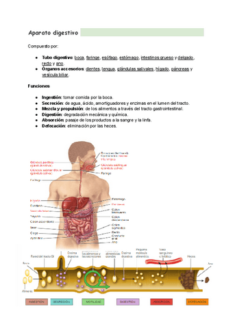Sistema Digestivo Pdf