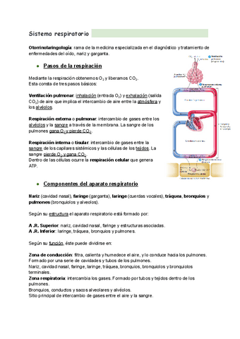 Sistema-respiratorio.pdf
