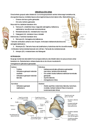 5.-ORKATILA-ETA-OINA.pdf