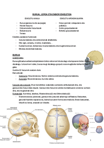 1.-ESKELETO-AXILA.pdf