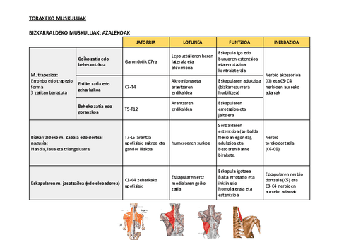 1.1.-TORAXA-MIOLOGIA-TAULAK--IRUDIAK.pdf