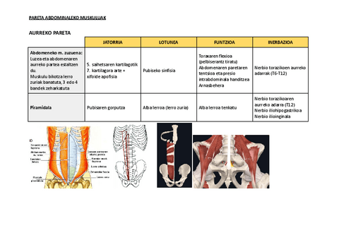 2.1.-ABDOMENA-MIOLOGIA-TAULAK--IRUDIAK.pdf