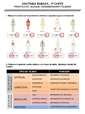 Tablas-y-DIbujos-FINAL-ANATOMIA.pdf