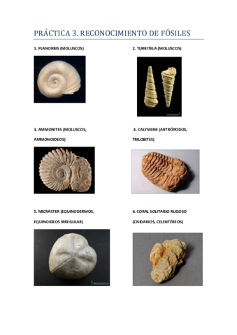 RESUMEN PRÁCTICA 3.pdf