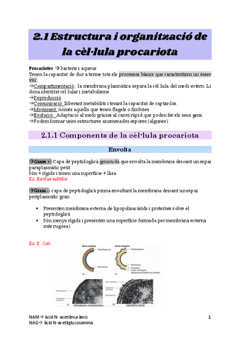 2.1-Estructura-i-organitzacio-de-la-cellula-procariota.pdf