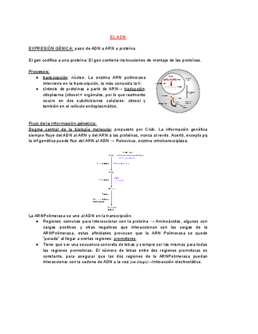 APUNTES-TEMA-1.pdf