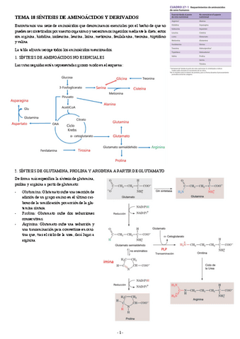 BIOQUIMICA-TEMA-18-SINTESIS-DE-AMINOACIDOS-Y-DERIVADOS.pdf