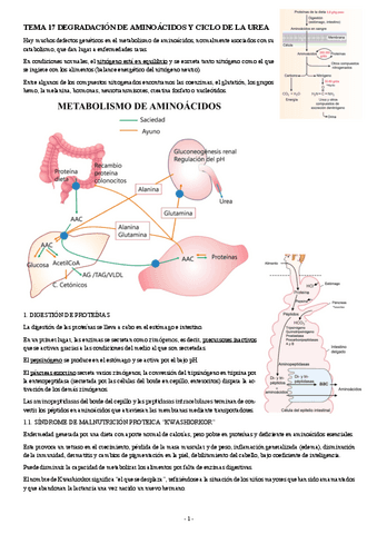 BIOQUIMICA-TEMA-17-DEGRADACION-DE-AMINOACIDOS-Y-CICLO-DE-LA-UREA.pdf