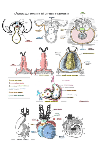 PRACTICA-2-ANATOMIA.pdf