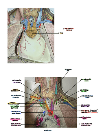 PRACTICA-9-ANATOMIA.pdf