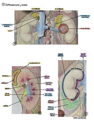 PRACTICA-10-ANATOMIA.pdf