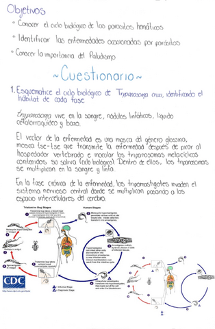 Equipo-1Practica-8-Parasitos-hematicos-y-tisulares.pdf