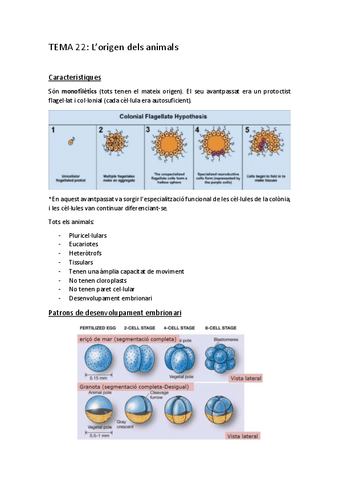 TEMA-22.pdf