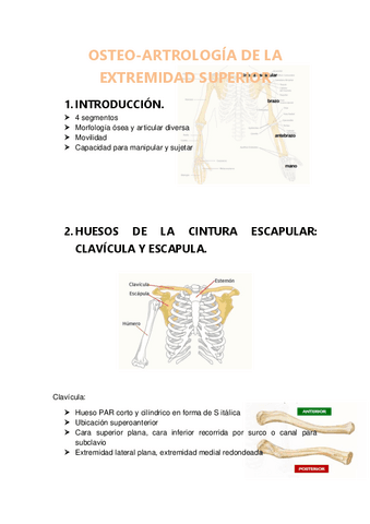tema-6-osteo-artrologia-de-la-extremidad-superior.pdf