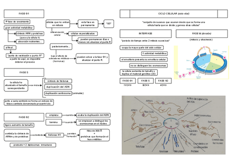 b.II-la-celula-ciclo-celular.pdf