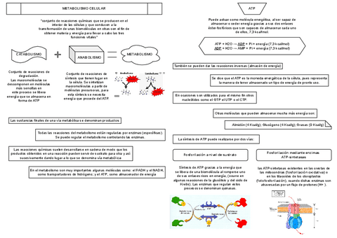b.II-la-celula-metabolismo-celular.pdf