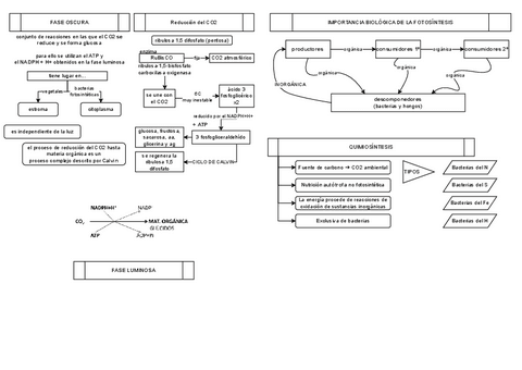 b.II-metabolismo-fotosintesis.pdf