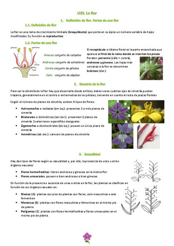 Tema-29.pdf